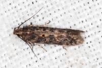 Scrobipalpa ocellatella