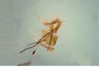 Cydia splendana