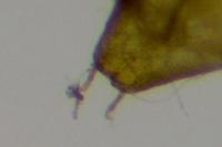 Phyllonorycter lantanella
