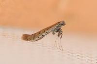 Aspilapteryx tringipennella
