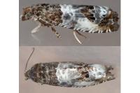 Notocelia rosaecolana