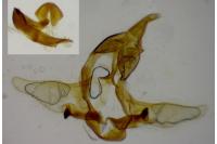 Cnephasia longana