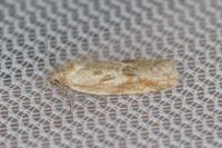 Cnephasia longana