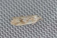 Cnephasia longana