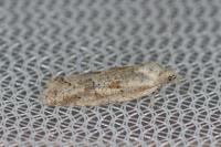 Cnephasia longana