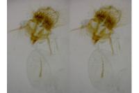 Cnephasia longana