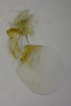 Aethes flagellana