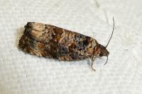 Endothenia gr. gentianaeana