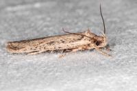 Agonopterix scopariella