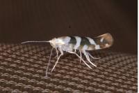 Argyresthia goedartella