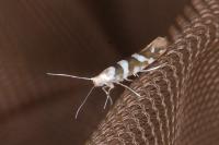 Argyresthia goedartella