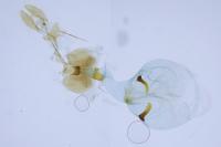 Epinotia fraternana