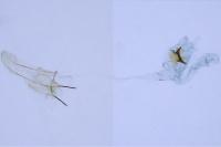Argyresthia fundella