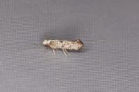 Paraswammerdamia albicapitella
