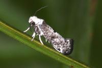 Paraswammerdamia albicapitella