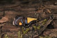 Oecophora bractella