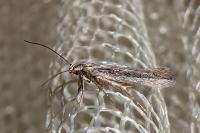 Oxypteryx parahelotella