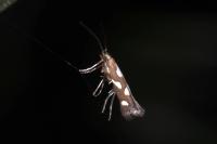 Calybites phasianipennella