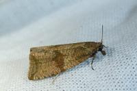 Celypha striana