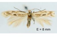 Bucculatrix