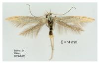 Coleophora graminicolella