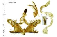 Coleophora graminicolella