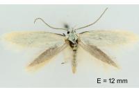 Elachista catalana