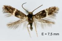 Elachista metella