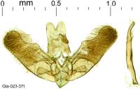 Elachista metella