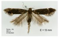Aproaerema sangiella