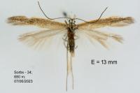 Megacraspedus lanceolellus