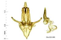 Megacraspedus lanceolellus