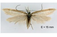 Pleurota ericella