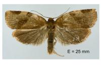 Choristoneura hebenstreitella