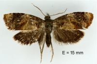 Ditula angustiorana