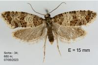 Isotrias