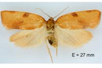 Lozotaenia cupidinana