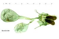 Lozotaenia cupidinana