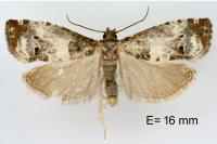 Notocelia trimaculana