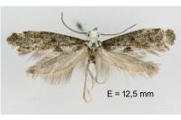 Paraswammerdamia albicapitella