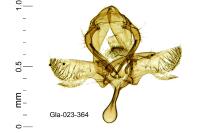 Paraswammerdamia albicapitella