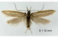 Pleurota ericella