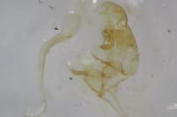 Bryotropha senectella
