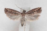 Bactra venosana