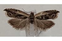 Ancylis apicella