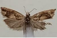 Eucosma conterminana