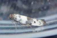Enolmis acanthella
