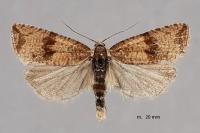 Celypha striana