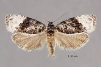 Apotomis betuletana