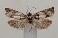 Epinotia thapsiana